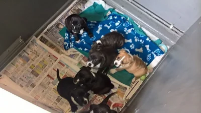 Štěňátka jsou výborného spojení a mají předpoklady pro výst